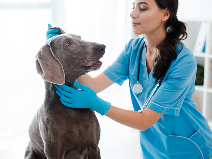 veterinarian tending to a dog